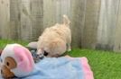 Maltipoo Pup Being Cute
