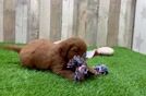 Best Mini Goldendoodle Baby