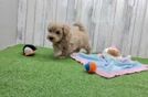 Adorable Maltepoo Poodle Mix Puppy