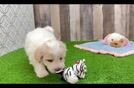 Maltipoo Pup Being Cute