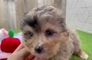 Funny Mini Aussiedoodle Poodle Mix Pup