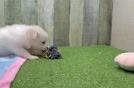 Pomachon Pup Being Cute