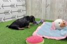Cute Dachshund Purebred Pup