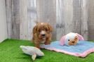 Cavapoo Pup Being Cute