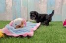 Meet Betty - our Yorkie Poo Puppy Video