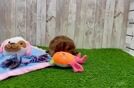 Cavapoo Pup Being Cute