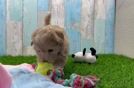 Friendly Maltipoo Baby