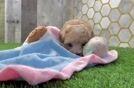 Sweet Maltipoo Baby