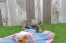 Small French Bulldog Baby