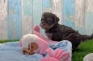 Sweet Yorkie Poo Baby