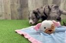 Best Mini Sheepadoodle Baby