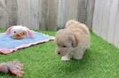 Smart Maltipoo Poodle Mix Pup