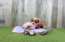 Funny Cavapoo Poodle Mix Pup