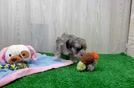 Meet Kristoff - our Maltipoo Puppy Video