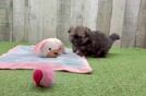 Shih Pom Puppy for Adoption