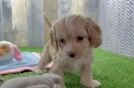 Cockapoo Puppy for Adoption