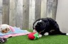 Mini Bernedoodle Pup Being Cute
