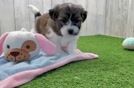 Teddy Bear Puppy for Adoption