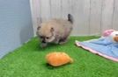 Pomeranian Pup Being Cute