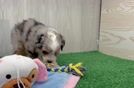 Meet Ontario - our Mini Aussiedoodle Puppy Video