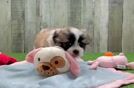 Fluffy Shih Pom Designer Pup