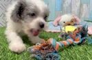 Adorable Cavalier King Charles Spaniel and Poodle Mix Poodle Mix Puppy