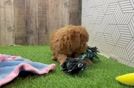 Happy Mini Goldendoodle Baby