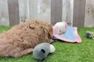 Best Cavapoo Baby