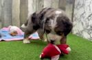 Mini Bernedoodle Pup Being Cute