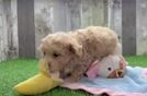 Maltipoo Puppy for Adoption