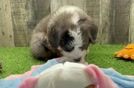 Popular Mini Bernedoodle Poodle Mix Pup