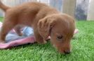 Cute Dachshund Baby