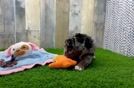 Funny Cockapoo Poodle Mix Pup