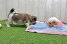 Meet Bianca - our Teddy Bear Puppy Video