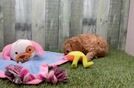 Cavapoo Pup Being Cute