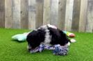 Meet Hibiscus - our Mini Aussiedoodle Puppy Video
