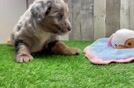 Energetic Mini Sheepapoo Poodle Mix Puppy
