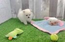 Pomeranian Puppy for Adoption