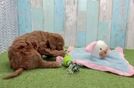 Mini Goldendoodle Puppy for Adoption