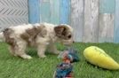 Popular Cavachon Designer Pup