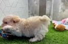Sweet Maltipoo Baby