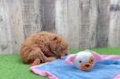 Mini Goldendoodle Puppy for Adoption