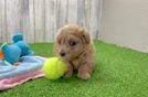 Best Maltipoo Baby