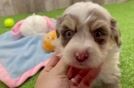 Aussiechon Puppy for Adoption