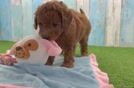 Popular Mini Goldendoodle Poodle Mix Pup