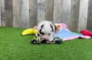 Energetic Aussiepoo Poodle Mix Puppy