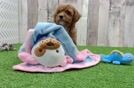 Fluffy Pudel Purebred Puppy