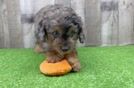 Playful Cavapoodle Poodle Mix Puppy