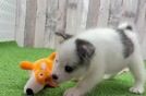 Pomsky Pup Being Cute