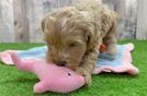 Petite Cockapoo Poodle Mix Pup